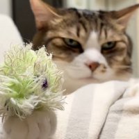前脚にオモチャを乗せて伏し目がちの猫