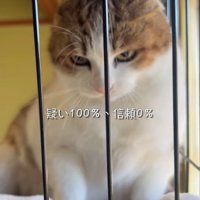 耳を倒して怒った顔の猫