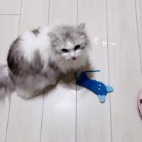 ママに向かって鳴くミヌエット