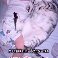 密着する猫
