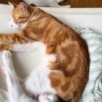 ベッドの上で眠る2匹の猫と、床に寝転がるキジ白猫