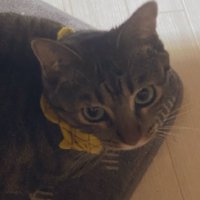 上目遣いの猫