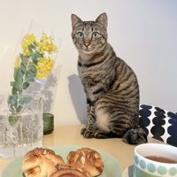 キジトラ猫とミモザの花