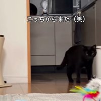 歩いている猫