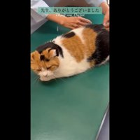注射(横から・正面を向くミケちゃん)