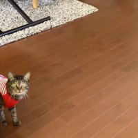 ボールを持っている飼い主を見つめる猫