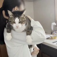 ママに抱っこされるキジ白猫