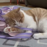 バッグを掴んでいる猫