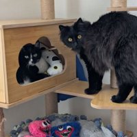 室内にいる猫