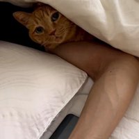 男性の布団に潜り込む猫