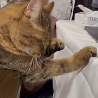 目をこすっている猫