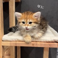 振り向く猫