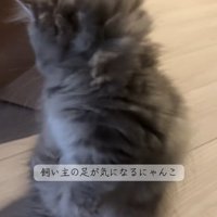 後足で立って後ろを見るミヌエットの子猫