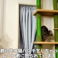 威嚇されて逃げる子猫