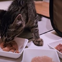 ごはんを食べている猫
