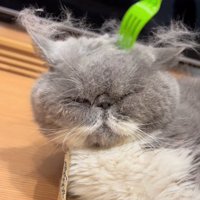 ブラッシングされる猫