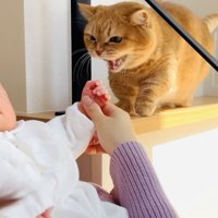 赤ちゃんを威嚇する茶トラマンチカン