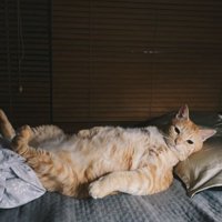 寝ている猫