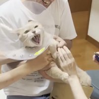 押さえられながらシャー