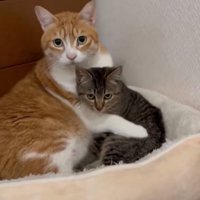 子猫を抱きしめる猫2