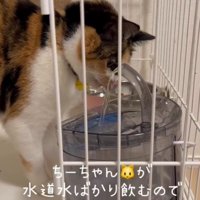 蛇口型給水器と猫