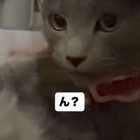 「ん？」と書かれ、こちらを見ている猫の画像