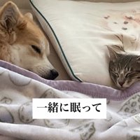 寝ている猫と犬