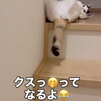 お腹を見せてくつろぐ猫