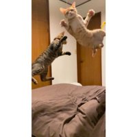 遊んでいる猫たち