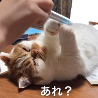 目が閉じていく猫