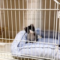 こちらを見つめる子猫