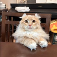 机と椅子の隙間から顔を覗かせる猫