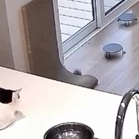 見つめる猫