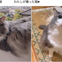 猫の写真2枚