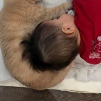 寝ている赤ちゃんと猫