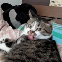 舌を出す猫