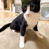 お座りする猫