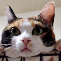 ケージの上にいる猫