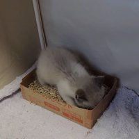 トイレの中にいる子猫