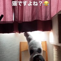壁に向かって立って体をやや左側に曲げている猫の後ろ姿