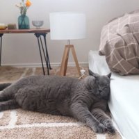 寝ている猫