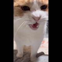 ドアップでニャー