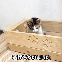 テロップ「逃げちゃいました」