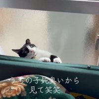 隙間から出ようとする猫さん