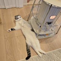 ストーブに体を寄せる猫