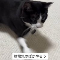 パンチする猫