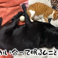 仲良く寝る2頭