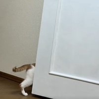 歩く猫