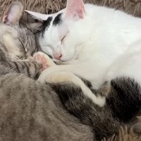 くっついて寝ている猫