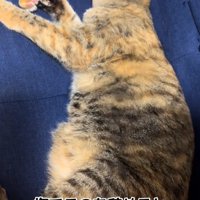 ゴロゴロする猫